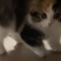 パヤパヤ子猫を撮影していると→突然背中を丸めだして…尊すぎる『やんのかステップの瞬間』が54万再生「心臓止まるかと思った」「過去一」