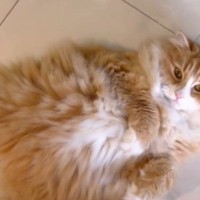 『私が産んだ？』足元にいた猫を撫でようとしたら…悶絶必至の『まさかの行動』が159万再生「ケリケリかと思ったらｗ」「声出た」