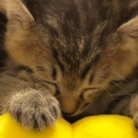 膝の上に乗って『ぬいぐるみで遊んでいた子猫』→眠気に襲われて…尊すぎる光景が23万再生「大好きなんだね」「電車で寝ちゃった人みたいｗ」