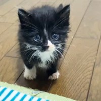 1匹だけ起きていた『甘えん坊の保護子猫』→抱っこしたら…5秒後の『まさかの展開』に癒される人が続出「安心したのかな」「可愛すぎるｗ」