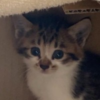 ダンボールに入れられ、道端に『置き去りにされていた子猫』→保護されてから２年…成長記録に「大事にされているのが伝わる」「愛情たっぷり」