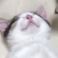 お腹を見せて『気持ちよさそうに眠る親子猫』→ちょっかいを出してみると…可愛すぎて癒される光景が25万再生「失われた野生」「いい寝顔」