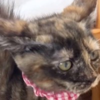 突然、全身の毛を逆立てて『やんのか』し始めた子猫…尊すぎる光景が19万再生「見えてはいけないモノが見えてる」「ないすパヤパヤ」