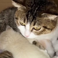 生後0日で保護された子猫→子育て中の『血のつながりのない母猫』に預けたら…驚きの光景が53万再生「本当に尊い」「あまりにも優しい世界」