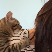 『ドライヤー』を使い始めると、ネコが必ずやってきて…まさかの行動に笑ってしまうと44万再生「常識が覆されたｗ」「ずっと見ていられるｗ」