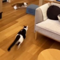 1階に集まっていた猫たち→『インターホンの音』が聞こえると…驚きの瞬間が146万再生「電車の中で吹いてしまった」「大パニックｗ」