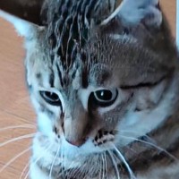 『猫が立った』と思ったら→次の瞬間……まさかの『奇跡的な光景』に15万いいね「すごい進化してるｗ」「やっぱり人が入ってるんだ」と話題