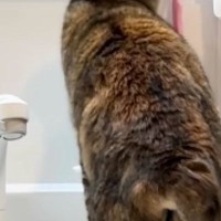 『洗面所』を覗いたら、衝撃の瞬間を目撃……猫がしていた『まさかの行動』が84万再生「偉いと思ったらｗ」「匂いがついているからかな」