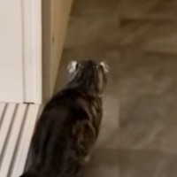 帰宅した飼い主に『気づかない猫』→背後からこっそり近づいた結果…笑ってしまう瞬間が71万再生「ビクってなったｗ」「可愛すぎる」