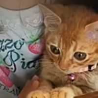 仲良しな『小学生の女の子と保護子猫』→９年後…立派に成長した『ふたりの様子』に涙が出ると106万再生「もう姉妹でしょ」「本当に感動」