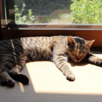 猫の習性から『和室』を守る方法5選　畳や障子を好む理由や清潔をキープするコツ