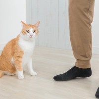 猫に『来客の訪問』に慣れてもらうための方法5つ　どこかへ隠れてしまう理由や安心させるコツも