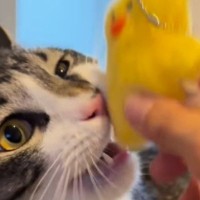 『ぬいぐるみを持ってきたネコ』を記念に撮影していたら→『耳』が…まさかの光景に「可愛すぎて発狂」「笑ってしまった」と27万再生の反響