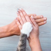 猫に対して『家族の一員になったな』と感じる瞬間3選　安心して過ごせているサインもご紹介