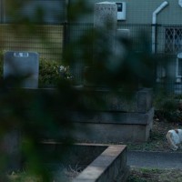 愛猫が『脱走』したときにやるべきこと3つ　初動が大切な理由や見つけるためのポイント