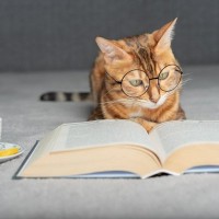 『頭のいい猫』が持っている4つの特徴　見られがちな行動から賢く育てるコツまで