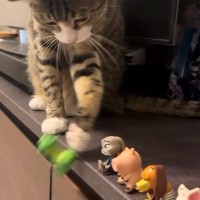 いつもフィギュアを落としていく猫→テープを貼って『対策』してみたら…可愛すぎる反応が15万再生「しっぽに笑った」「物わかり良すぎ」