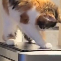 『ゴミ箱が開くことに気づいた猫』を見ていると…『まさかの展開』にほっこりする人が続出「かわいいが詰まりすぎてる」「穴掘りｗｗ」