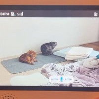 部屋でくつろぐ2匹の猫→ベビーモニター越しに『声をかけてみた』結果…まさかの反応が147万再生「姿勢正してて草」「ニョキッｗ」と爆笑