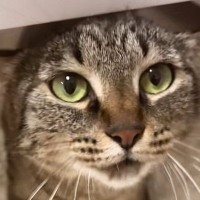 撫でられ好きの『甘えん坊な猫』→机の下にいると思ったら…たまらなく可愛い行動に悶絶の声「心臓止まった」「ため息が出た」と32万再生