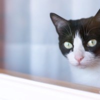 『留守番をしている猫』のために飼い主ができること4つ　家を出る前に確認したいポイントも