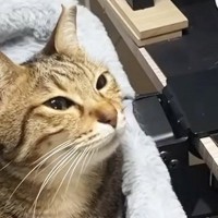 夫のことが『大好きすぎるネコ』→名前を呼ばれると…完全に『恋する乙女』な反応が58万再生「めっちゃ乙女ｗｗ」「嫁がヤキモチ焼くレベル」