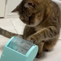 知育おもちゃを回して『おやつ』を食べていた猫→中身が『ごはん』になった結果…まさかの反応が14万再生「かしこかわいいｗ」「天才じゃん」