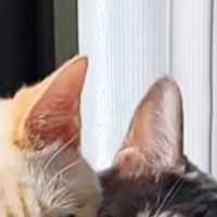 『窓辺のハンモック』を見たら、仲良しすぎる『２匹の猫』が…笑ってしまう光景が69万再生「付き合ってるの？」「イチャイチャすなｗ」