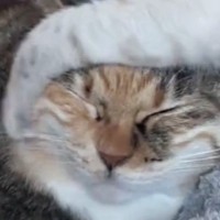 子猫にしつこく絡まれる先輩猫→『我慢の限界』に達した結果…衝撃の光景が89万再生「爆発してて笑ったｗ」「パワーがすごいｗ」と爆笑の声