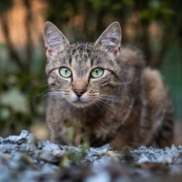 ふとした瞬間に感じる『猫のカッコいい一面』5選　思わず見惚れてしまう姿や魅力とは