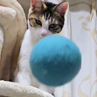キャットタワーにいる2匹の猫→ボールを投げてみた結果…『ネコとは思えない瞬間』が3762万再生「笑っちゃいけないのに爆笑」「可愛いｗ」