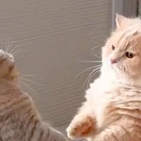 仁王立ちのまま、にらみ合う２匹のネコ→喧嘩が始まるのかと思いきや…とんでもなく『癒される光景』に反響「合わせ鏡みたい」「ほのぼの」
