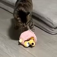 おもちゃで遊んでいた猫→突然ソファの上に移動したと思ったら…『予想外の行動』に「オンオフが激しいｗ」「可愛すぎるｗ」と36万再生
