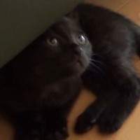 ソファの下にいた『生後1か月の子猫』→まるで忍者のような『可愛すぎる走り方』に「おもしろすぎ～」「修行中かなｗ」と癒される人が続出