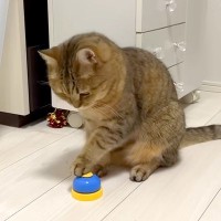『人間を呼ぶためのベル』を猫に与えた結果→隣の部屋に移動したら…想像以上に『賢い行動』が話題「理解してる」「呼ばれたら行くしかないｗ」