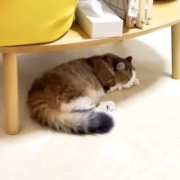 テーブルの下で眠る猫→ふと横を見てみると、もう１匹が…思わずほっこりする『仲良しな光景』に「かわいいのオンパレード」「癒される」の声