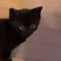 飼い主を見つめる『赤ちゃん猫』→『おいで』と声をかけられると…キュンとくる『尊すぎる行動』に１万いいね「疲れ吹っ飛ぶなぁ～」「反則」