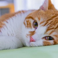 猫が体調不良のときにみせる『危険な寝姿』4つ　疑われる病気や適切な対処法も解説