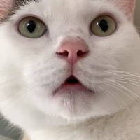 『大好きなパパ』を待っていた猫→帰ってくると……たまらなく可愛い反応が20万再生「テンションの上がり方がｗ」「エンジン絶好調ｗ」