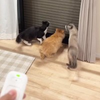 初めて見る『窓のシャッター』に興味津々なネコたち→動かしてみると……笑ってしまう反応が48万再生「大爆笑」「やりたくなるよねｗ」