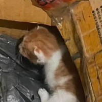 運動会の最中に夫から『置き去りにされた子猫がいる』とLINEがきて…感動のエピソードに「ボロボロ泣いてしまった」「いい話」と１万いいね