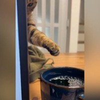 仕事中、パソコンの裏までやってきた猫→そっとおててを伸ばして…笑ってしまう光景が80万再生「こそっと感がたまらないｗ」「味を占めたｗ」