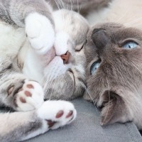猫は『性別の組み合わせ』によって相性が異なる？4つのパターン別の傾向や多頭飼いするときの注意点も