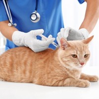 猫がかかると致命的な『危ない感染症』3選　主な原因や症状、予防のためにできることまで解説