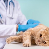 猫の『免疫力が下がっている』ときに表れるサイン5つ　起こりうるトラブルや向上させるための改善策まで