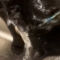 猫が蛇口から『普通に水を飲む』と思ったら…まさかすぎる光景に「全身で吸収するタイプかもｗ」「うそでしょｗｗ」と12万再生の反響