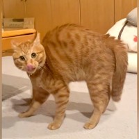 背中を丸めたネコ→『やんのかステップ』で勢いよく近づいてきて…思わず笑ってしまう光景が84万再生「どうなってんのｗｗ」「上手ｗｗ」