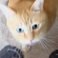 出かけようと準備を始めたら、猫がやってきて…とんでもなく尊い『引き止め方』に「出かけられなくなっちゃう」「キュンときた」と27万再生