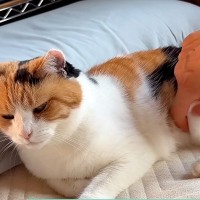 ご飯を食べ終えてくつろぐ三毛猫→お腹をつまんでみたら…たまらなく『愛おしい光景』に「本当に柔らかそう」「心から信頼しているね」の声