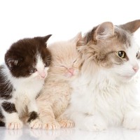 猫の遺伝に関する『豆知識』3選　実はさまざまな特徴に影響を与えている？